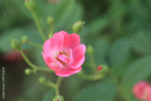 Rose Pink Color Flower 