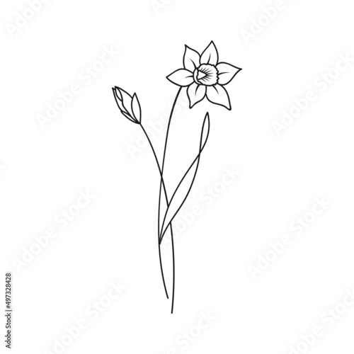 Fotografia, Obraz Daffodil March Birth Month Flower Illustration
