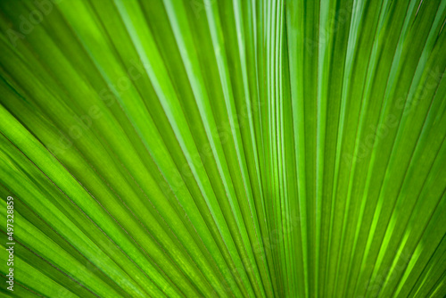 Green Palm Leaf. Exotic Leaves in Tropical Garden in Bangkok, Thailand. Washingtonia Robusta known as Mexican Fan Palm. 