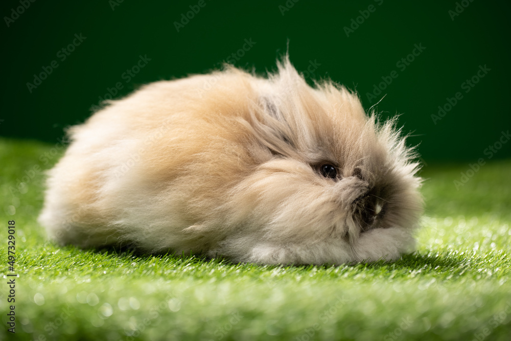 Adorable Bunny With Easter decoration. Adorable Bunny With Easter decoration.