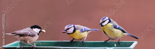 Three small birds, two blue tits and one Coal tit sit on the feeder, two of them hold their prey in their beaks....