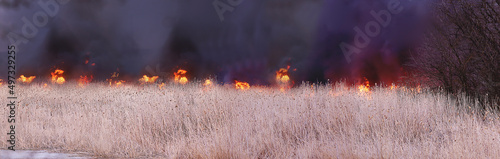 Obraz na plátně Fire in the swamp. Burning reeds emitting acrid black smoke...