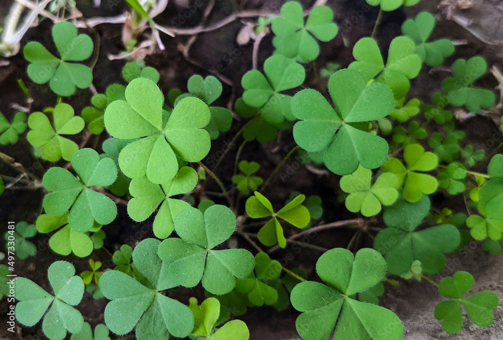 Fototapeta premium Fresh green three leaf clover plants in a flower pot