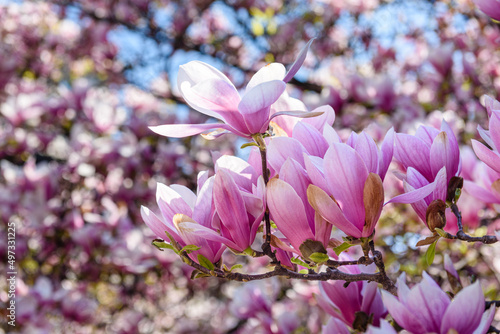 Milano, primavera in Piazza Tommaseo, magnolia photo