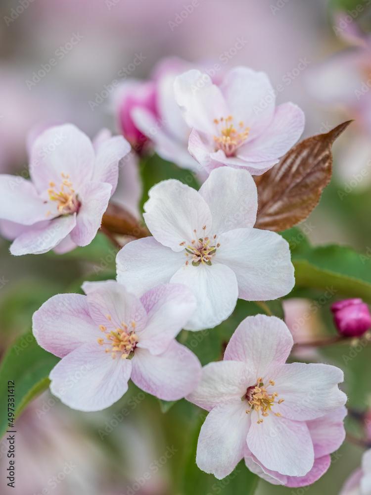 Fresh pink flowers of a blossoming apple tree with blured background Fresh pink flowers of a blossoming apple tree with blured background