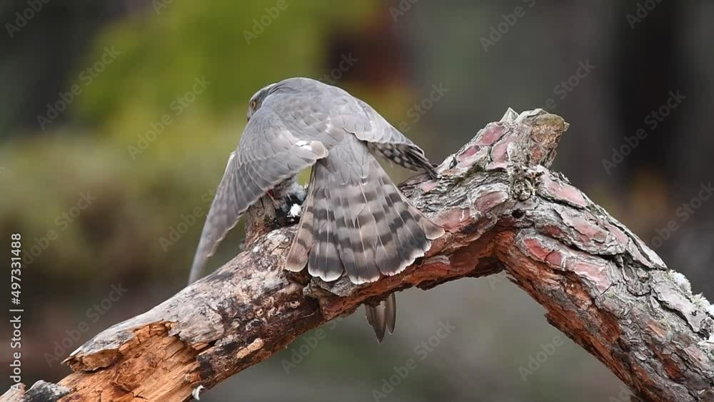 gavilan se come la presa en el tronco del arbol