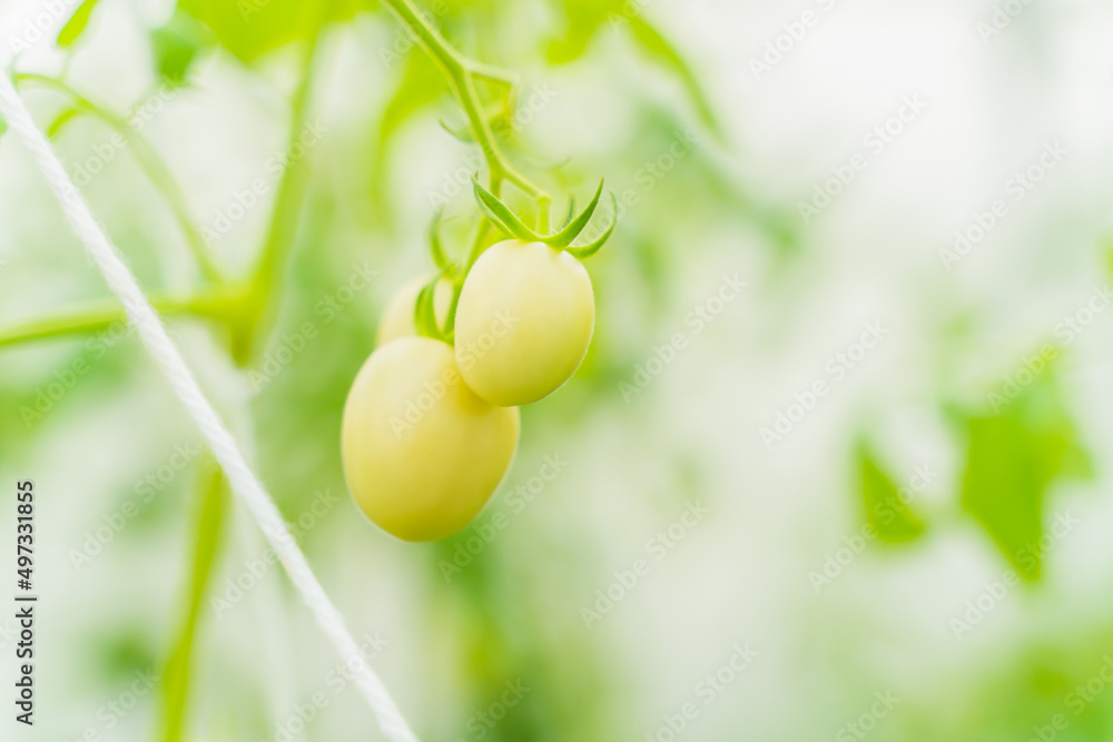 Tomato garden background bright and easy on the eyes Tomato garden background bright and easy on the eyes