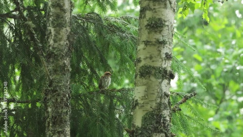 Small Hazel grouse, Tetrastes bonasia chick perhed on a European Spruce branch during a cold summer day in Estonian boreal forest.	 photo