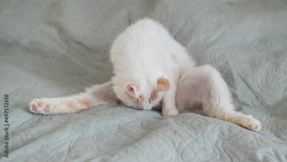 White fluffy cat licks lying on the bed. White fluffy cat licks lying on the bed.