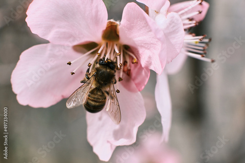 Bees pollinate the almond tree