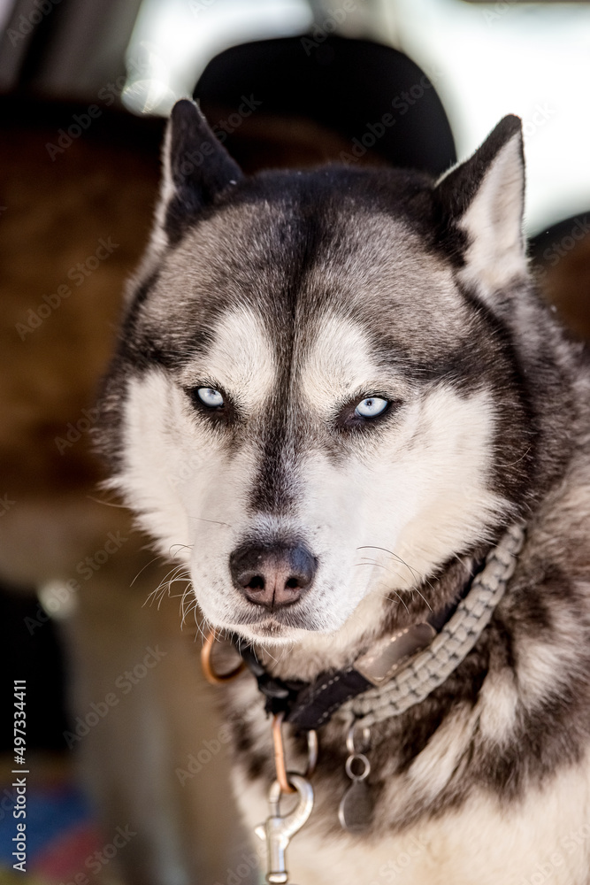 muzzle of a husky dog close-up