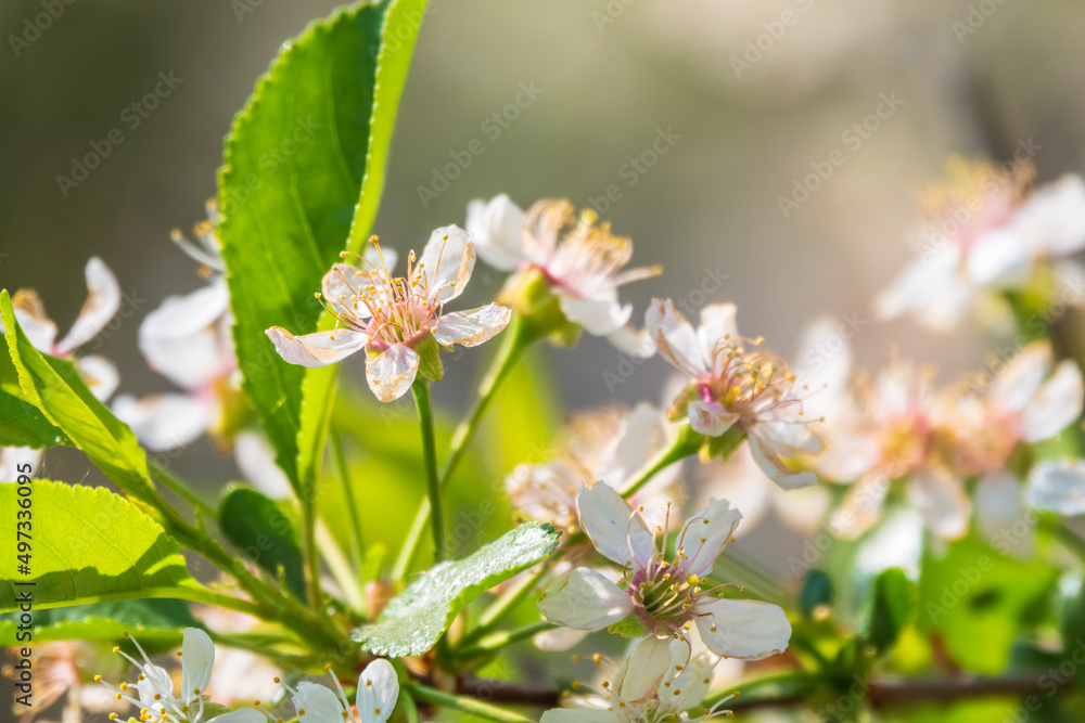 Fototapeta premium White blossoming apple trees. White apple tree flowers