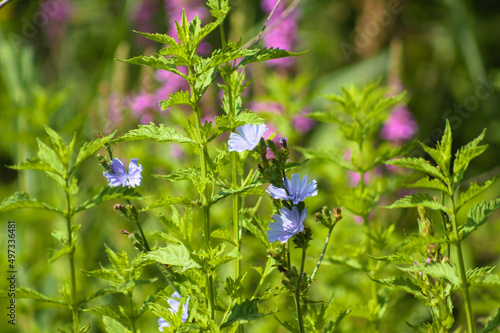 Closeup of common chicory in bloom with other plants blurred on background