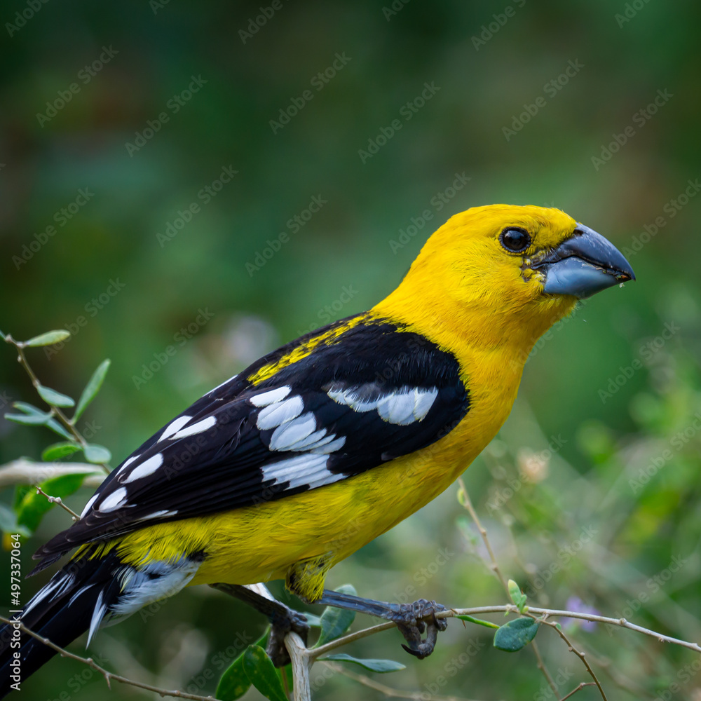 Kernbeißer, Exotische Vögel, Gelb Kernbeißer, Exotische Vögel, Gelb
