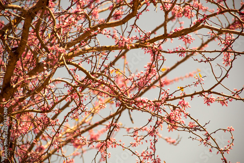 Texas Redbud close up of the flowers blooming in the beginning of Spring