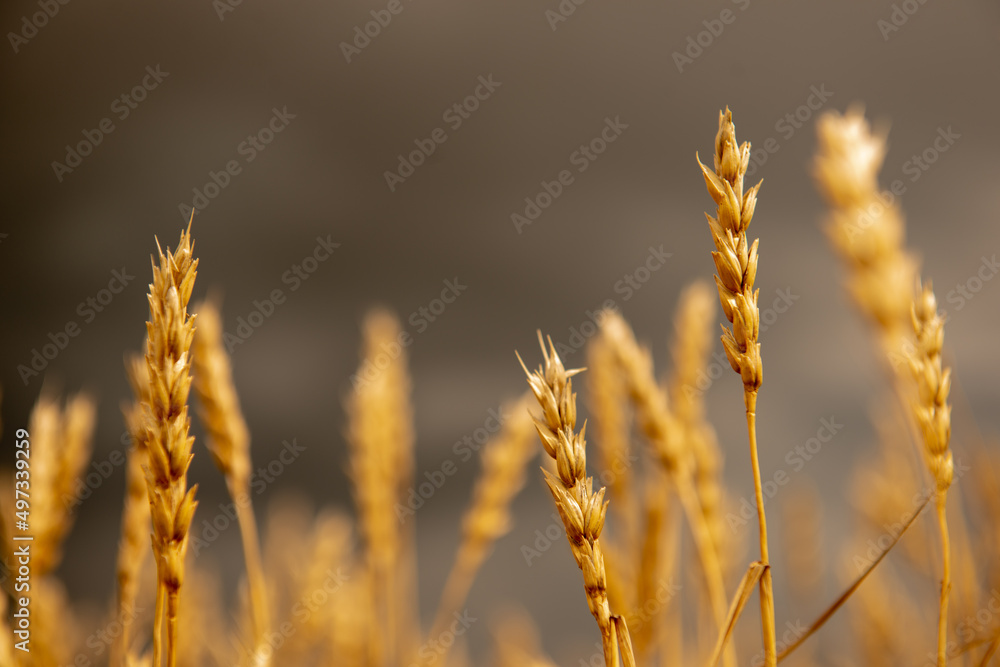Obraz premium Ears of wheat against a stormy sky