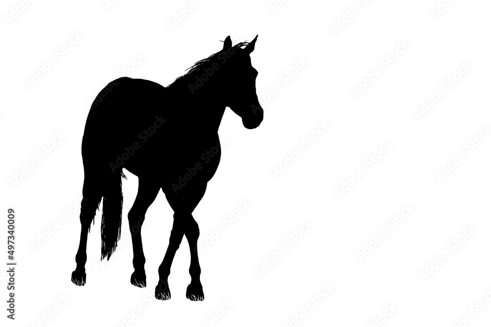 trotting horse silhouette isolated on white