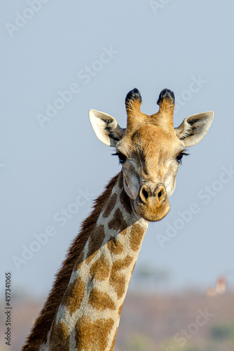 Gorgeous African Giraffe Close-Up Portrait