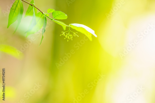 Closeup of mini young flower  under sunlight with copy space using as background green leaf natural plants landscape, ecology wallpaper page concept.