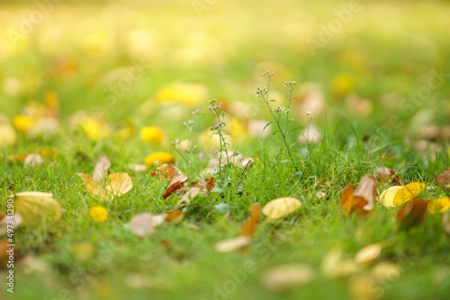 Beautiful nature view mini flower and green grass with orange yellow leaves on blurred greenery background in garden with copy space using as background cover page concept. photo