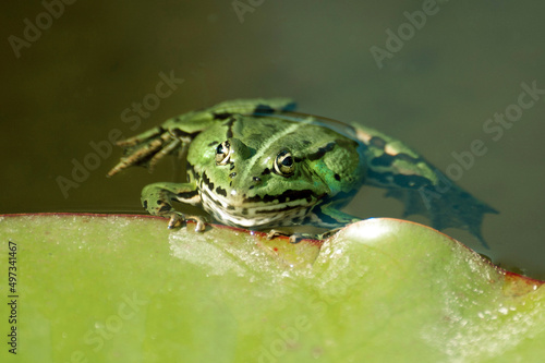 Frosch an einem Seerosenblatt