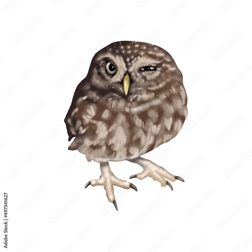 Fototapeta premium Watercolor illustration of an owl small. Northern pygmy owl. winks sweet. Realistic image.