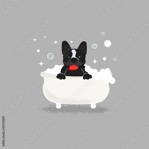 French bulldog