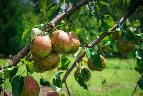 Pears Hang from Tree Branches on a Sunny Day