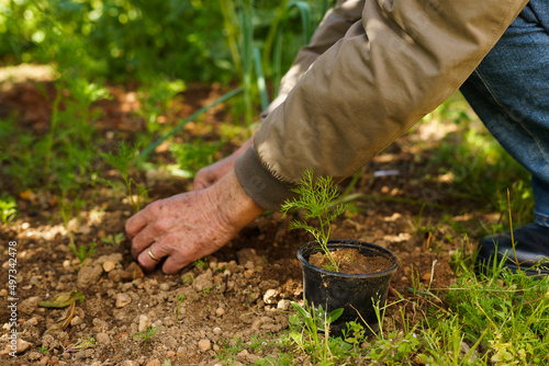 Unrecognizable farmer picking up soil to transplant a plant from the ground to the pot. Farmer concept