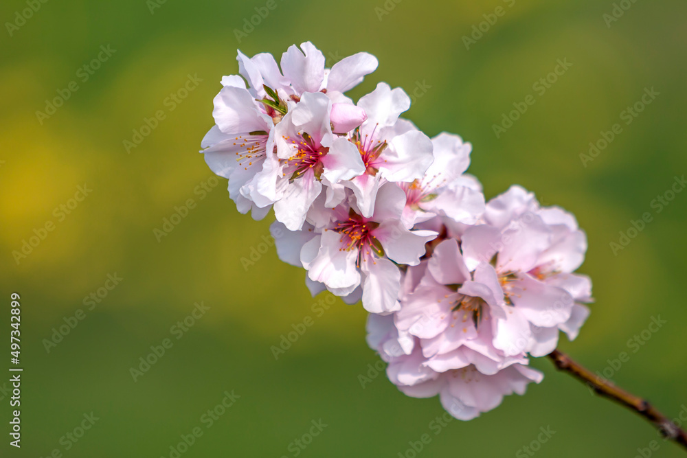 Mandelblüte (Prunus dulcis), Blütenzweig, Pfalz