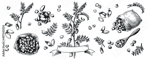 Grains of chickpeas big set. Great for menus, packaging and logos. Canvas bag with grains and a wooden spoon. Isolated illustration. Hand drawn sketch.
