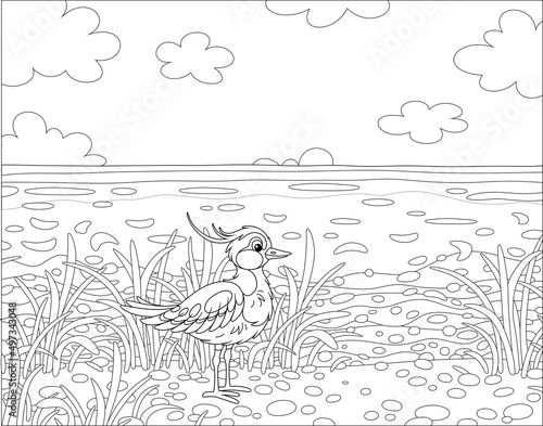 Small funny lapwing walking among grass near a sea on a sunny summer day, black and white outline vector cartoon illustration for a coloring book page