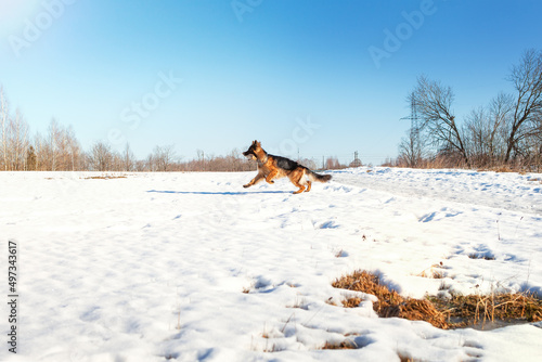Dog German shepherd on a walk in winter, holding a stick in his mouth, and looking at the camera, general plan, winter landscape, blue sky.