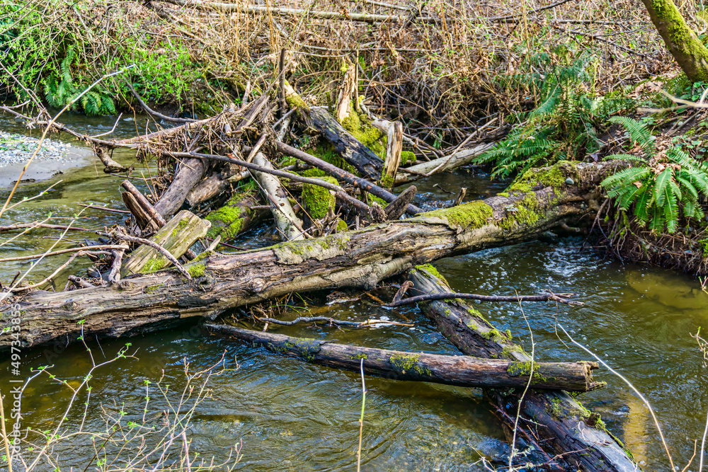 Creek And Wood Pile 2 Creek And Wood Pile 2