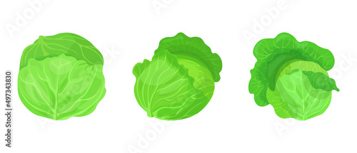 Set of fresh green cabbage in cartoon style. Vector illustration of vegetables large and small sizes on white background.