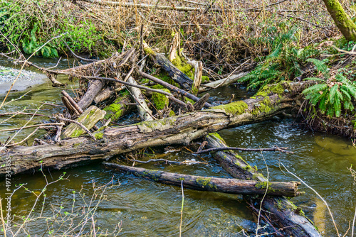 Creek And Wood Pile 2