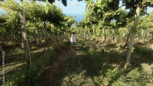 a caucasian woman wearing a straw hat walks among chacoli wine vineyards in the basque country, spain. slow motion. concept of oenology and nature. Rural tourism. photo