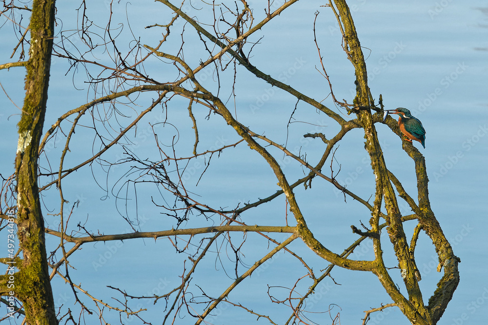 Obraz premium A kingfisher has taken a fish in its beak