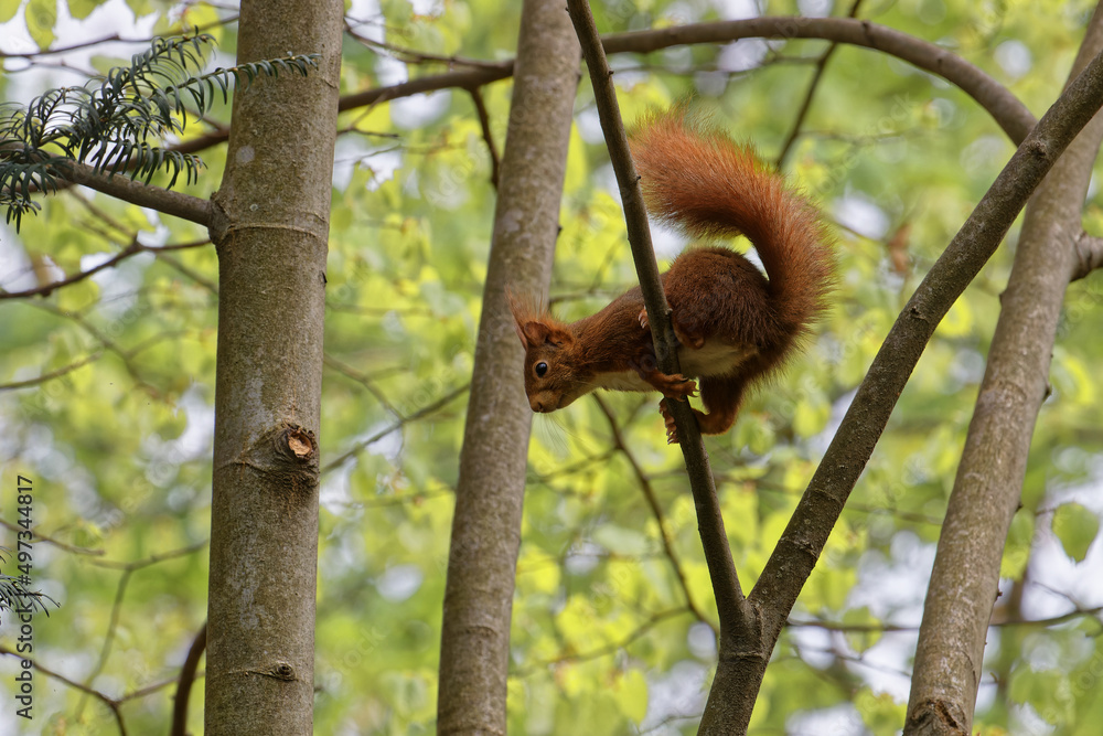 Fototapeta premium A red squirrel on branch just before the jump