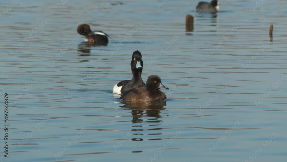 pair tufted duck seabird swim together in calm water natural world norway pair tufted duck seabird swim together in calm water natural world norway