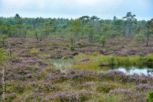 Moor Landscape with heather