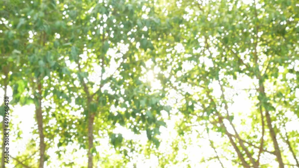 Nature background. Beautiful Sun shine,Beautiful spring nature with blurry sunlight shining trough the forest trees Nature background. Beautiful Sun shine,Beautiful spring nature with blurry sunlight shining trough the forest trees