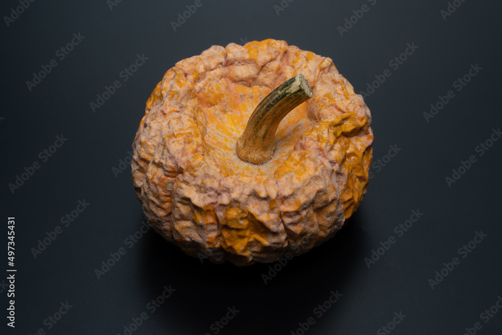 Rotten pumpkin high angle view. close-up of rotten orange pumpkin on the black background. Expired food concept idea Rotten pumpkin high angle view. close-up of rotten orange pumpkin on the black background. Expired food concept idea