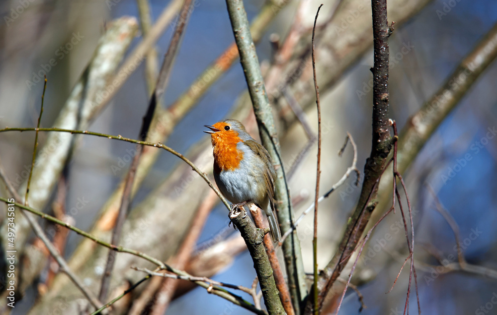 Eurasian robin perched in a tree Eurasian robin perched in a tree