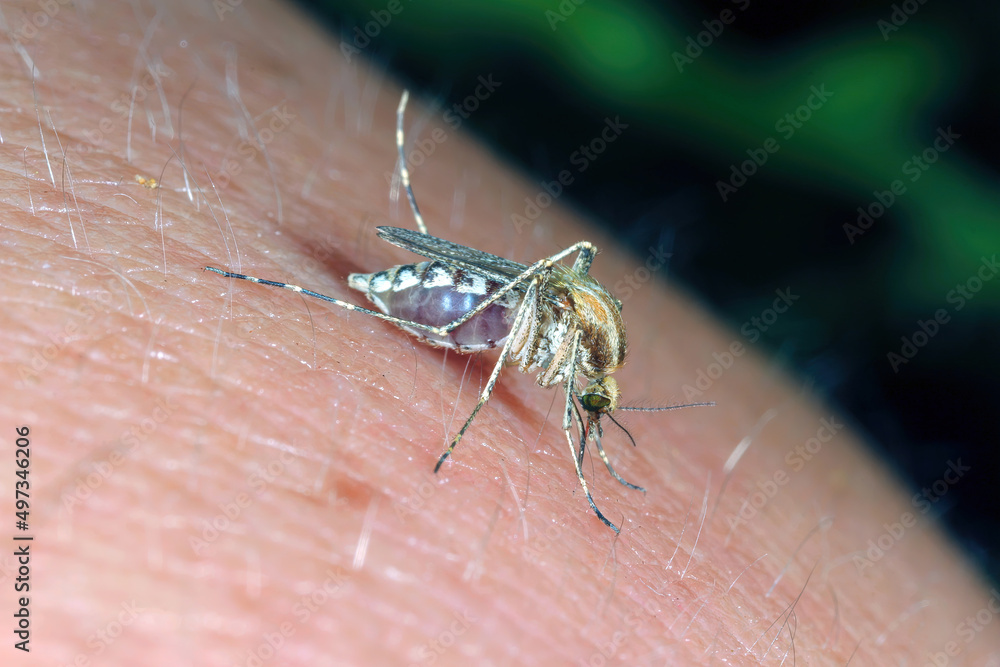 Dangerous Malaria Infected Mosquito Skin Bite. Leishmaniasis, Encephalitis, Yellow Fever, Dengue, Malaria Disease, Mayaro or Zika Virus Infectious. Culex - Blood-sucking mosquito on human skin. Dangerous Malaria Infected Mosquito Skin Bite. Leishmaniasis, Encephalitis, Yellow Fever, Dengue, Malaria Disease, Mayaro or Zika Virus Infectious. Culex - Blood-sucking mosquito on human skin.