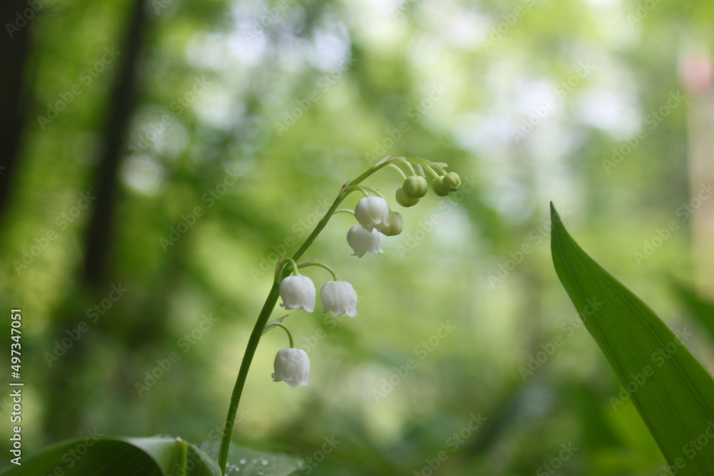 Konvalinka vonná (Convallaria majalis), listnatý les, Třeboňsko, lesní atmosféra, zeleň, kvítky, bílá, hra světel, forest flowers, listí, jaro, jarní květy Konvalinka vonná (Convallaria majalis), listnatý les, Třeboňsko, lesní atmosféra, zeleň, kvítky, bílá, hra světel, forest flowers, listí, jaro, jarní květy