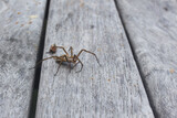 Spider (Arachnidae) walking on the floor, pavouk, barevný pavouček, chalupa, chatařina, friend spider, bezobratlý