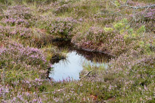 In the black moor with bog eyes and heather