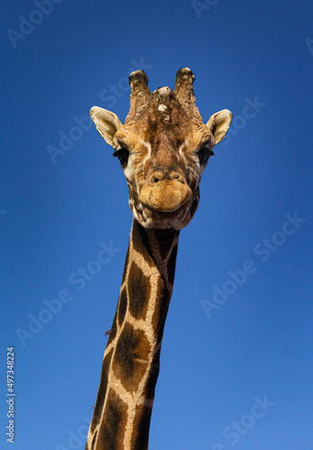 Canvas Print giraffe head in the sky