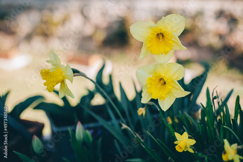 Beautiful flowers of yellow daffodil (narcissus) in a garden.